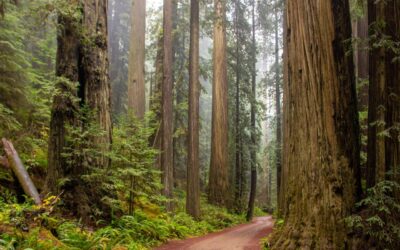 Tackling Climate Change One Cloned Tree At A Time